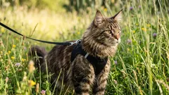 「孤独な散歩者」ではない：猫を散歩させるべきか、そして正しい散歩の仕方