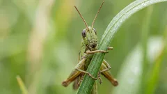 コオロギの鳴き声にはどんな意味があるのか:主な原因と鳴き声の発生源の見分け方