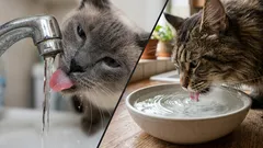 猫が水を飲むときに前足で水に触れる理由:この行動が意味すること