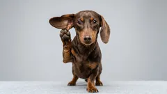 気をつけて、愛犬は聞いています:ペットはあなたの会話から何を理解しているのか